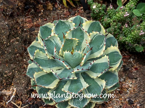 Kissho Kan (Agave potatorum) 
A younger plant still fairly compact.
